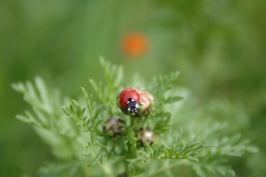 Fiori e insetti